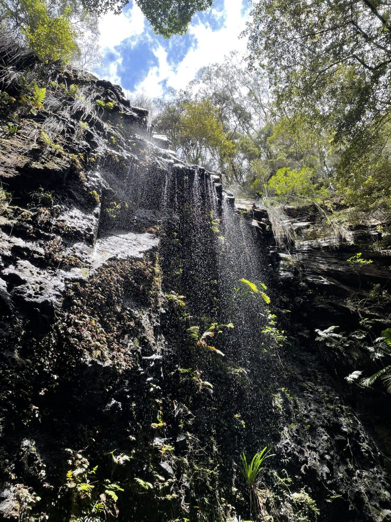 Cascada cayendo suavemente por una pared rocosa con musgo y helechos, rodeada de vegetación y árboles bajo la luz del sol.
